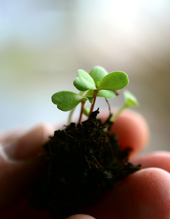 植物營(yíng)養(yǎng)劑/植物生長(zhǎng)調(diào)節(jié)劑/助劑